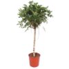 Schefflera Arboricola Compacta boom – 150 cm – ø34