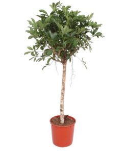 Schefflera Arboricola Compacta boom – 150 cm – ø34