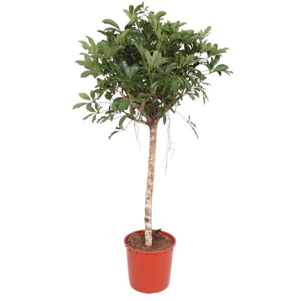 Schefflera Arboricola Compacta boom – 150 cm – ø34