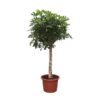 Schefflera Arboricola Compacta boom – 190 cm – ø45