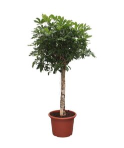 Schefflera Arboricola Compacta boom – 190 cm – ø45