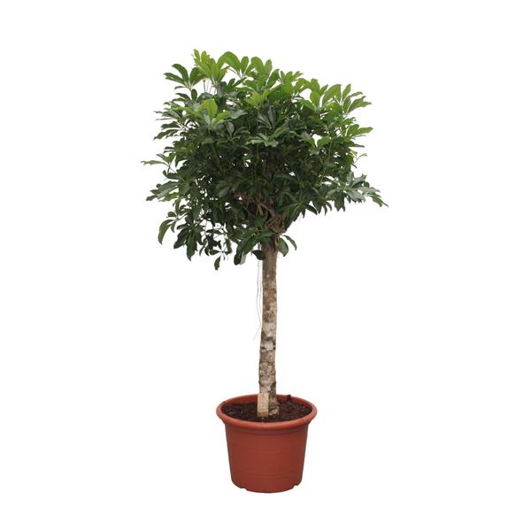 Schefflera Arboricola Compacta boom – 190 cm – ø45