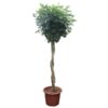 Schefflera Arboricola Compacta gevlochten stam – 250 cm – ø55