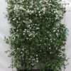 Spiraea vanhouttei – ↨180cm – 1 pcs