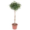 Schefflera Arboricola Compacta gevlochten stam – 200 cm – ø50