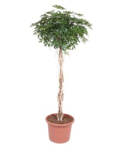 Schefflera Arboricola Compacta gevlochten stam – 200 cm – ø50