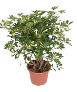 Schefflera Gold Capella vertakt – 130 cm – ø40