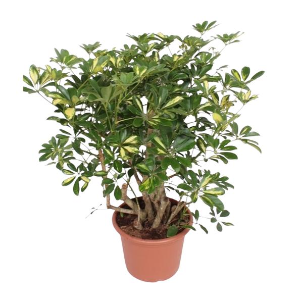 Schefflera Gold Capella vertakt – 130 cm – ø40