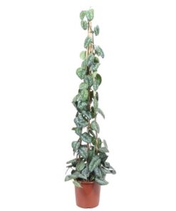 Scindapsus Pictus Trebie piramide – 160 cm – ø27