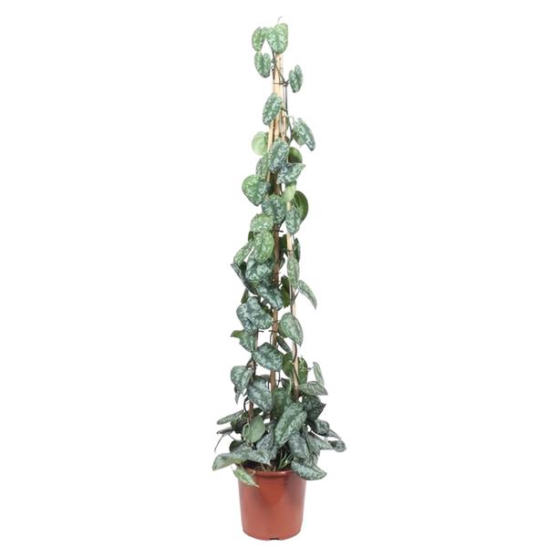 Scindapsus Pictus Trebie piramide – 160 cm – ø27