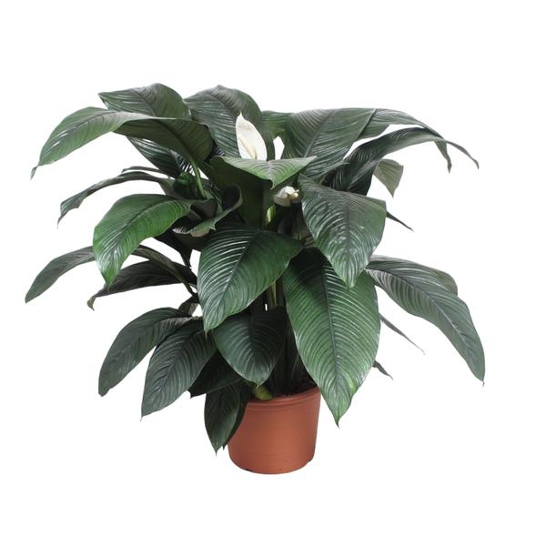 Spathiphyllum Sensation – 140 cm – ø45