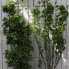 Staphylea pinnata – ↨180cm – 1 pcs