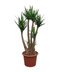 Yucca Elephantipes vertakt – 230 cm – ø60