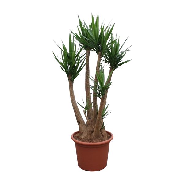 Yucca Elephantipes vertakt – 230 cm – ø60