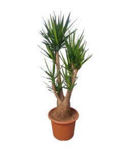 Yucca Elephantipes vertakt – 190 cm – ø55