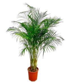 Dypsis Lutescens (Areca Palm) – 180 cm – ø24