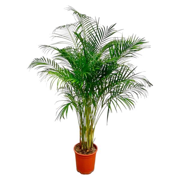 Dypsis Lutescens (Areca Palm) – 180 cm – ø24