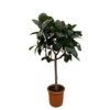 Ficus Elastica Robusta op stam – 180 cm – ø30