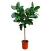 Ficus Elastica Robusta op stam – 130 cm – ø24