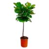 Ficus Lyrata stam – 130 cm – ø24