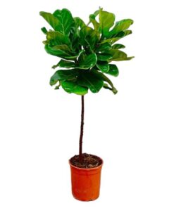 Ficus Lyrata stam – 130 cm – ø24