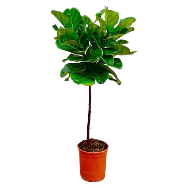 Ficus Lyrata stam – 130 cm – ø24