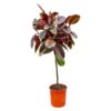 Ficus Elastica Belize op stam – 130 cm – ø24