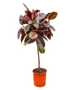 Ficus Elastica Belize op stam – 130 cm – ø24