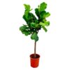 Ficus Lyrata boom – 160 cm – ø30