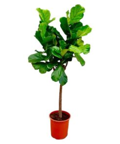 Ficus Lyrata boom – 160 cm – ø30