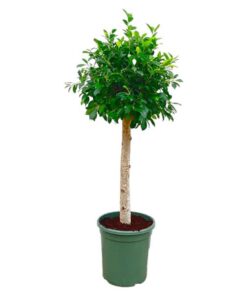 Ficus Nitida op stam – 130 cm – ø30