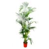 Kentia Palm – 200 cm – ø24