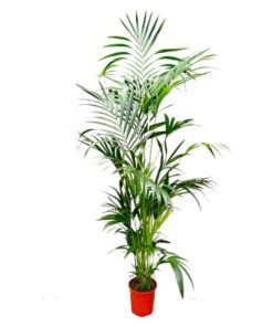 Kentia Palm – 200 cm – ø24