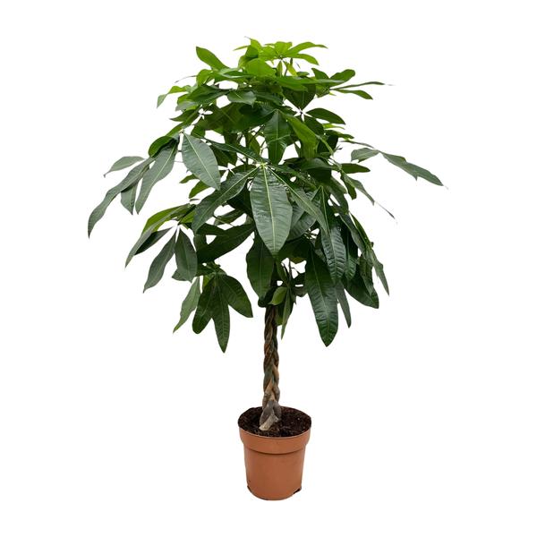 Pachira Aquatica – 180 cm – ø27