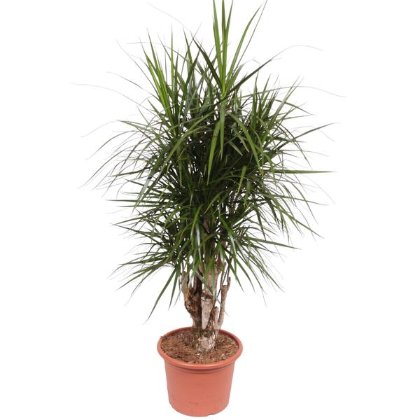 Dracaena Marginata vertakt – 170 cm – ø40