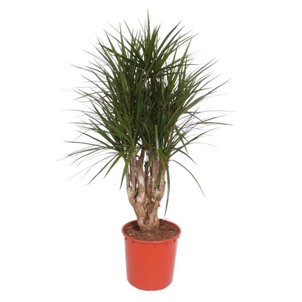 Dracaena Marginata vertakt – 140 cm – ø34