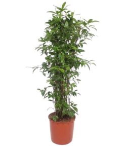 Dracaena Surculosa – 150 cm – ø34