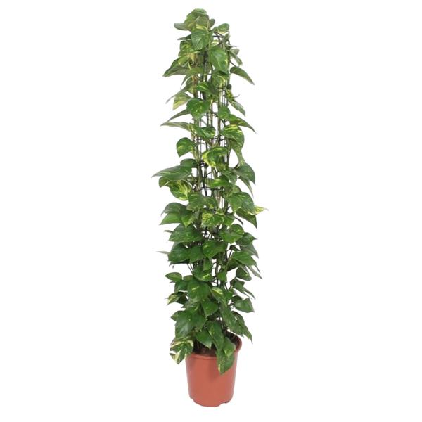 Epipremnum Aureum gaasrek – 160 cm – ø27