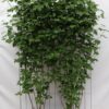 Viburnum opulus – ↨180cm – 1 pcs