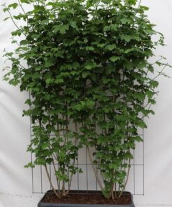 Viburnum opulus – ↨180cm – 1 pcs