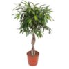 Ficus Amstel King gevlochten stam – 140 cm – ø34