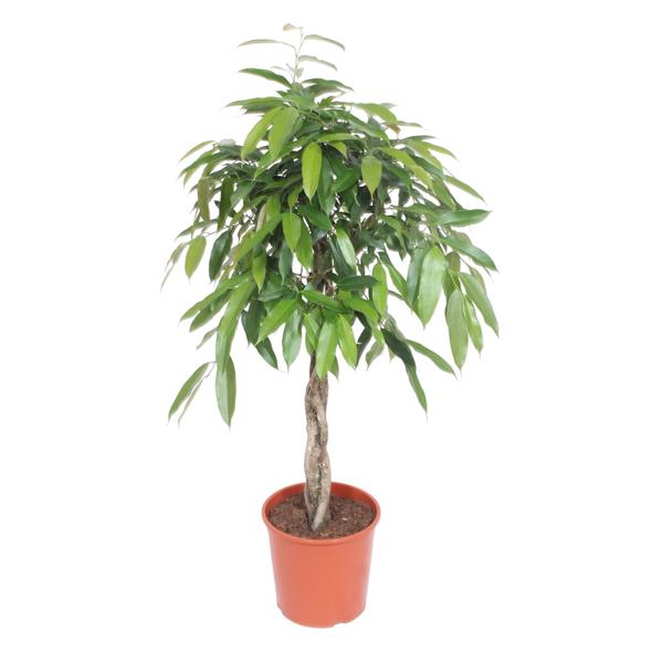 Ficus Amstel King gevlochten stam – 140 cm – ø30