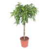 Ficus Amstel King – 140 cm – ø30