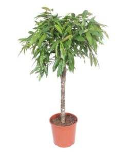 Ficus Amstel King – 140 cm – ø30