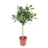 Ficus Benghalensis op stam – 140 cm – ø30