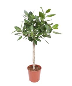 Ficus Benghalensis op stam – 140 cm – ø30