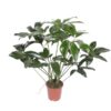 Philodendron Green Wonder – 120 cm – ø27