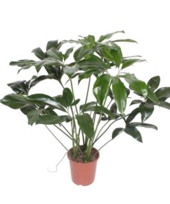 Philodendron Green Wonder – 120 cm – ø27