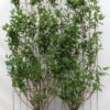 Weigela ‚Candida‘ – ↨180cm – 1 pcs