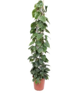 Philodendron Scandens gaasrek – 160 cm – ø27